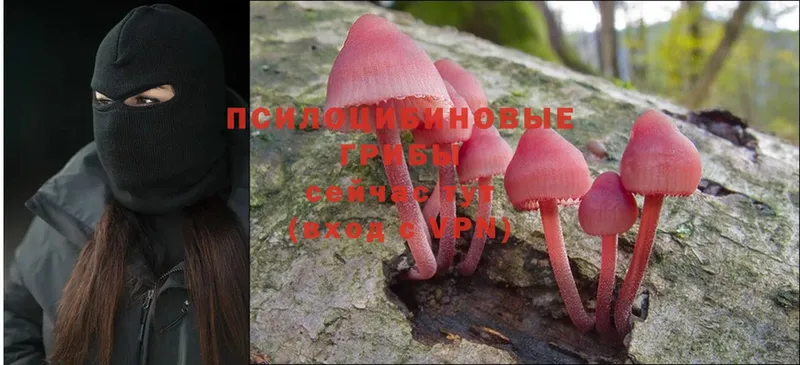 где продают   Славянск-на-Кубани  OMG tor  Галлюциногенные грибы Magic Shrooms 